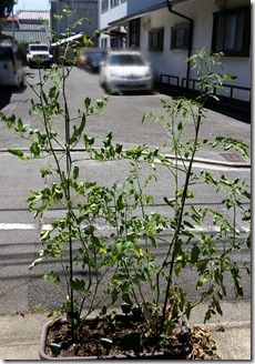 2018-07-22-tomato (1)