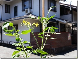 2018-07-22-tomato (3)