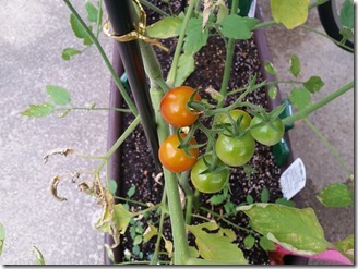 2018-07-27-tomato (1)