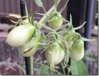 2018-07-27-tomato (2-1)