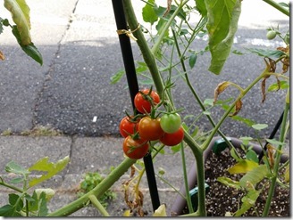 2018-07-30-tomato (1)