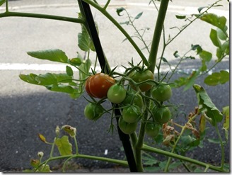 2018-07-30-tomato (3)