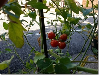 2018-07-31-tomato (3)