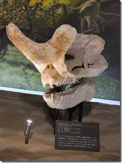 fukuikeritukyouryuuhakubutukan (64)