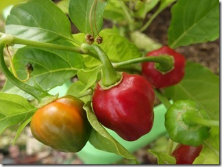 habanero