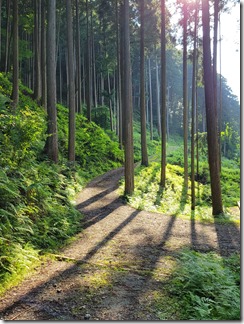 hiyoshi-forest-resort-camp (1)