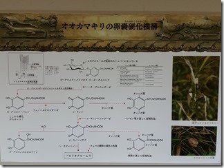 itamisikontyuukan (79)