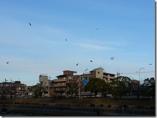 kamogawa-jogging (4)