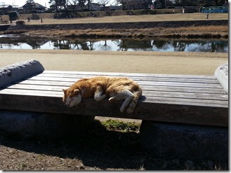 kamogawa-running-2