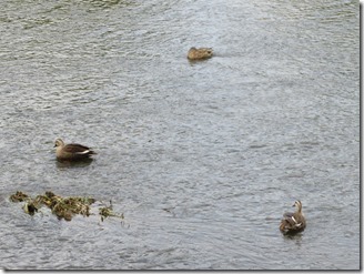 kamogawa-warking (12)