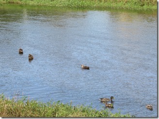 kamogawa-warking (13)