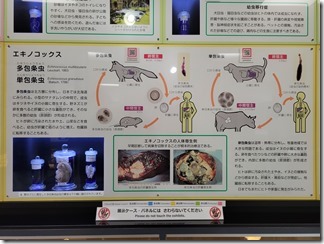 kiseityuukan (18)