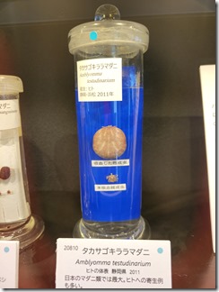 kiseityuukan (9)