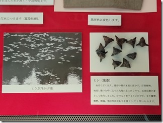 kusurigakusyuukan (22)