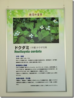 kusurigakusyuukan (98)