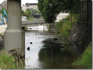 misosokigawa-kamogawa-hotaru-sijyoumade (64)