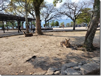 miyajima (21)