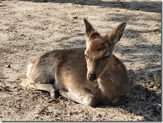 miyajima (22)