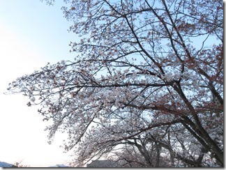 nagaokatenmanguu-sakura-raitoappu (10)