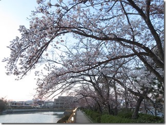 nagaokatenmanguu-sakura-raitoappu (11)