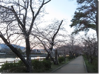 nagaokatenmanguu-sakura-raitoappu (13)