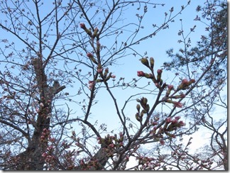 nagaokatenmanguu-sakura-raitoappu (14)