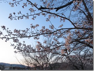 nagaokatenmanguu-sakura-raitoappu (17)