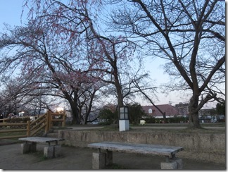 nagaokatenmanguu-sakura-raitoappu (20)