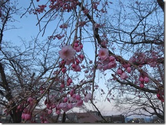 nagaokatenmanguu-sakura-raitoappu (21)