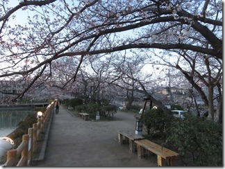 nagaokatenmanguu-sakura-raitoappu (22)