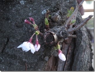 nagaokatenmanguu-sakura-raitoappu (31)