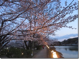 nagaokatenmanguu-sakura-raitoappu (44)