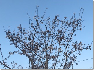 nagaokatenmanguu-sakura-raitoappu (6)