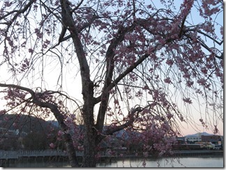 nagaokatenmanguu-sakura-raitoappu (8)