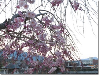 nagaokatenmanguu-sakura-raitoappu (9)