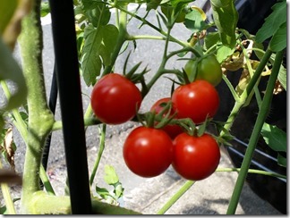 tomato-2018-08-02 (1)