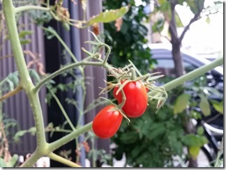 tomato-2018-08-02 (6)