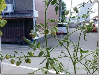 tomato-2018-08-02 (9)