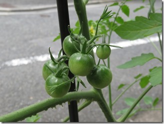 tomato2018-07-08 (10)