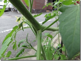 tomato2018-07-08 (12)