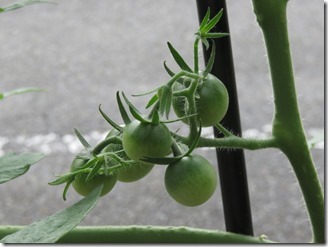 tomato2018-07-08 (2)