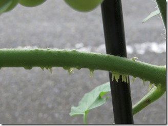 tomato2018-07-08 (3)