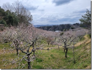 tukigasebaikei (7)