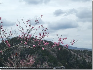 tukigasebaikei (9)